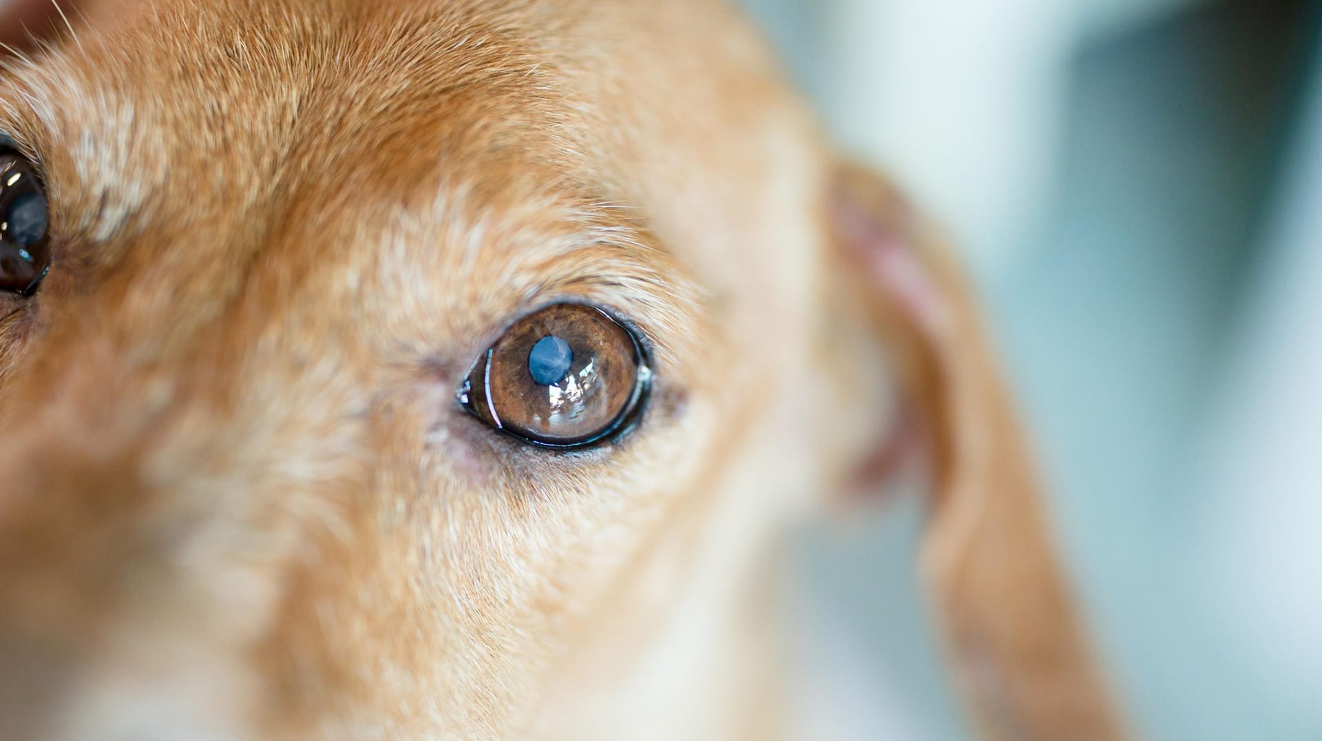 Leichtsinnige Gefährdung: Bei Hitze sollen Besitzer ihren Hund nicht alleine im Auto lassen. (Symbolbild)