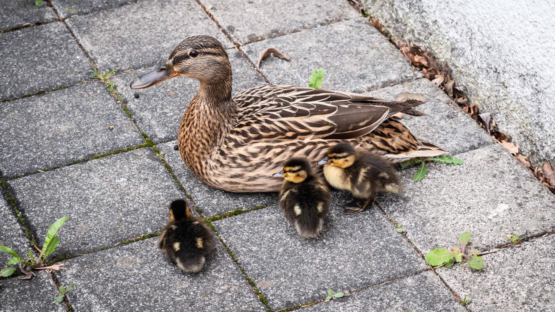 Eine Entenfamilie: Zwei Küken sind in einen Gully gefallen und brauchten Hilfe von der Feuerwehr. (Symbolbild)