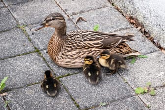 Eine Entenfamilie: Zwei Küken sind in einen Gully gefallen und brauchten Hilfe von der Feuerwehr. (Symbolbild)