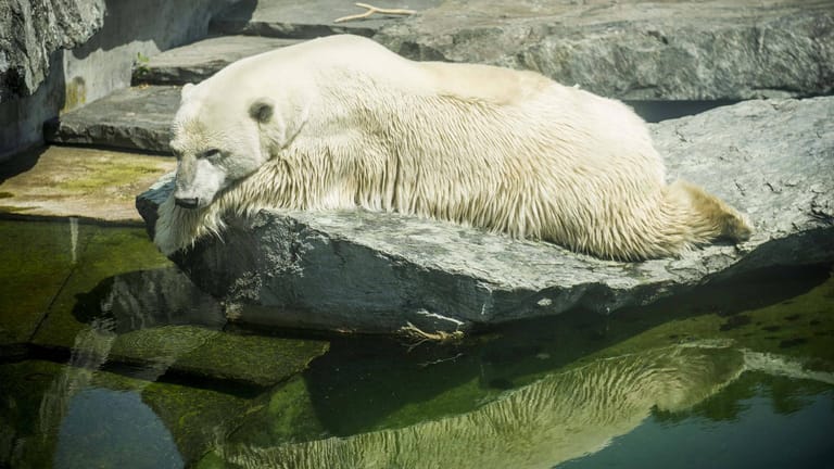 Auch Eisbär Wilhelma im Stuttgarter Zoo leidet unter der Hitze.