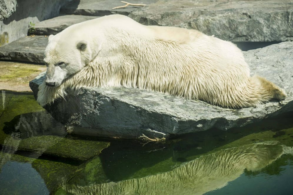 Auch Eisbär Wilhelma im Stuttgarter Zoo leidet unter der Hitze.