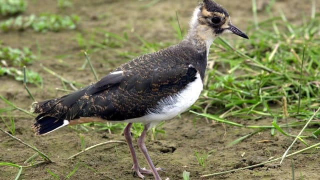 Ein junger Kiebitz: Der Landesbund für Vogelschutz (LBV) sucht bei nächtlichen Einsätzen mit einer Drohne mit Wärmebildkamera nach Vögeln, deren Stimmen immer seltener in dem morgendlichen Konzert zu hören sind. Ein junger Kiebitz: Der Landesbund für Vogelschutz (LBV) sucht bei nächtlichen Einsätzen mit einer Drohne mit Wärmebildkamera nach Vögeln, deren Stimmen immer seltener in dem morgendlichen Konzert zu hören sind.