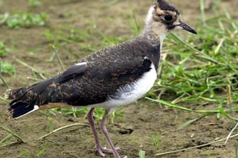 Ein junger Kiebitz: Der Landesbund für Vogelschutz (LBV) sucht bei nächtlichen Einsätzen mit einer Drohne mit Wärmebildkamera nach Vögeln, deren Stimmen immer seltener in dem morgendlichen Konzert zu hören sind.