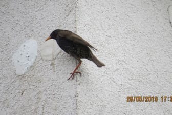 Star an der Hauswand: Das Nest, in dem er seine Jungtiere aufzog, wurde zugemauert.