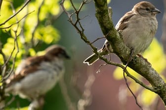 Tausende Freiwillige haben bundesweit nachgeguckt: Der Spatz bleibt Deutschlands häufigster Gartenvogel.