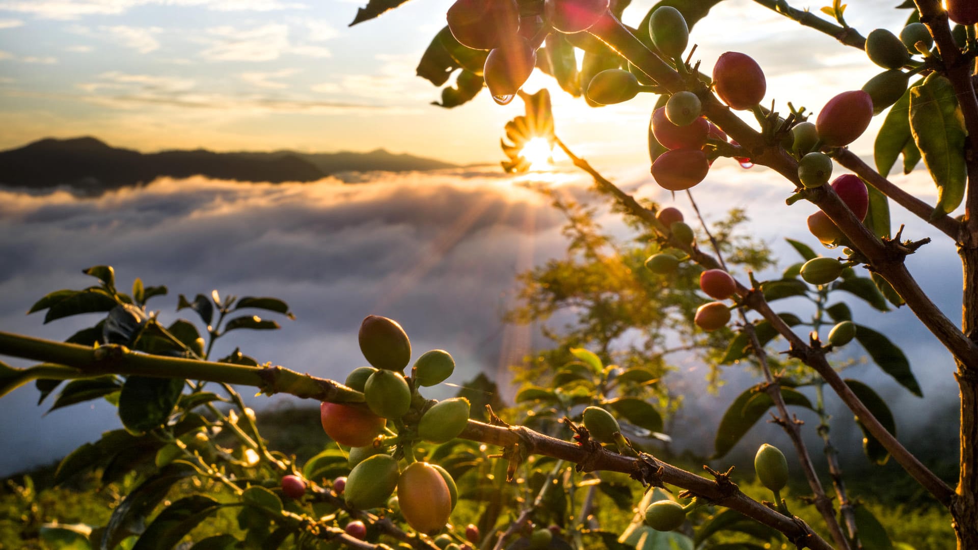Dank traditioneller Verarbeitungsmethoden spiegelt sich der besondere Charakter eines Landes auch im Kaffee wider. Dank traditioneller Verarbeitungsmethoden spiegelt sich der besondere Charakter eines Landes auch im Kaffee wider.