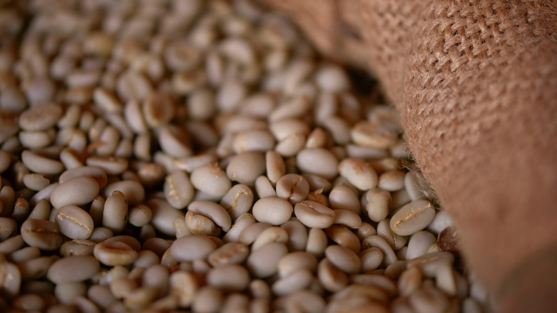 Die vom Fruchtfleisch befreiten milchig-blauen Bohnen duften süß und frisch – der spätere Kaffee wird samtig und wild-aromatisch schmecken.
