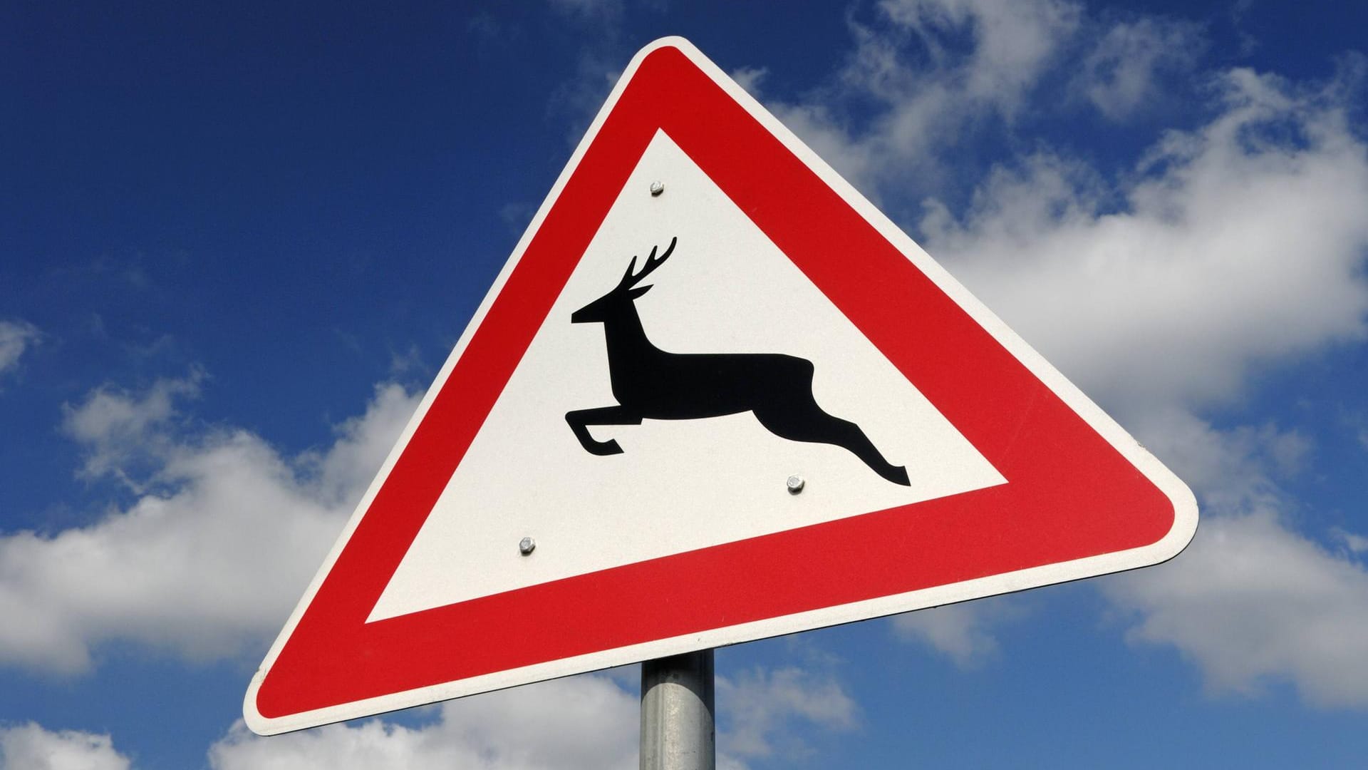 Achtung Wildwechsel: Ein Motorradfahrer konnte einem Hirsch nicht mehr ausweichen. (Symbolbild) Achtung Wildwechsel: Ein Motorradfahrer konnte einem Hirsch nicht mehr ausweichen. (Symbolbild)
