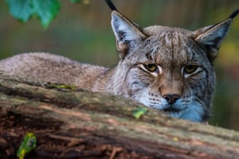 Ein Luchs in seinem Gehege.