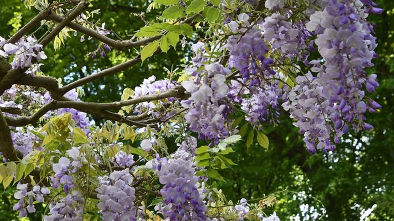 Blaue Blüten am Baum: Der Blauregen wächst so stark, dass er im Laufe der Zeit sehr an Gewicht zulegt. Deshalb braucht er ein stabiles Rankgerüst.
