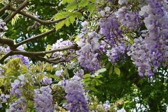 Blaue Blüten am Baum: Der Blauregen wächst so stark, dass er im Laufe der Zeit sehr an Gewicht zulegt. Deshalb braucht er ein stabiles Rankgerüst.