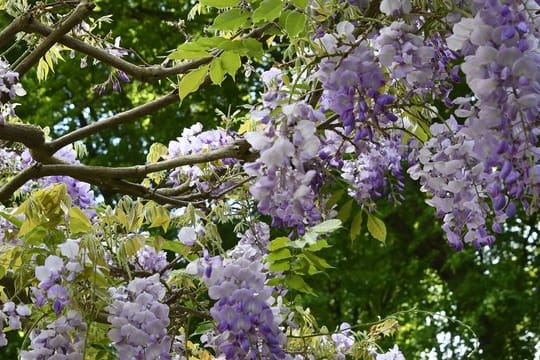 Blaue Blüten am Baum: Der Blauregen wächst so stark, dass er im Laufe der Zeit sehr an Gewicht zulegt. Deshalb braucht er ein stabiles Rankgerüst.