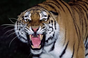 Tiger in Angriffsstellung: In Vietnam hat eine Raubkatze einen Pfleger gebissen. (Symbolbild)