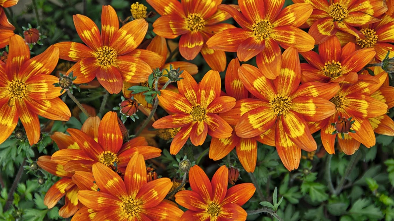 Funny Honey: Die Pflanze trägt leuchtende orangerote Blüten.