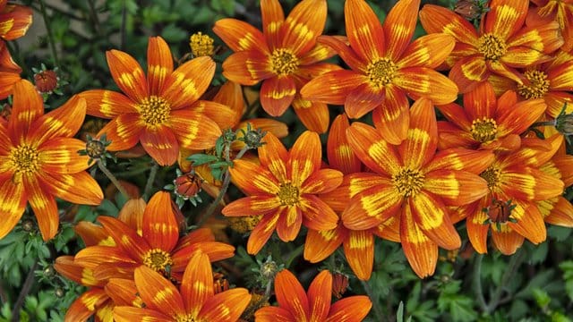 "Funny Honey" heißt die neue orangerote Bidens-Züchtung.