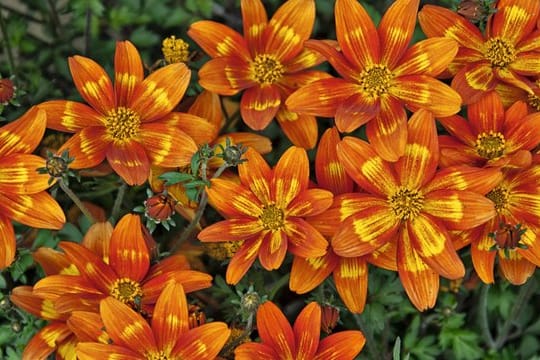 "Funny Honey" heißt die neue orangerote Bidens-Züchtung.