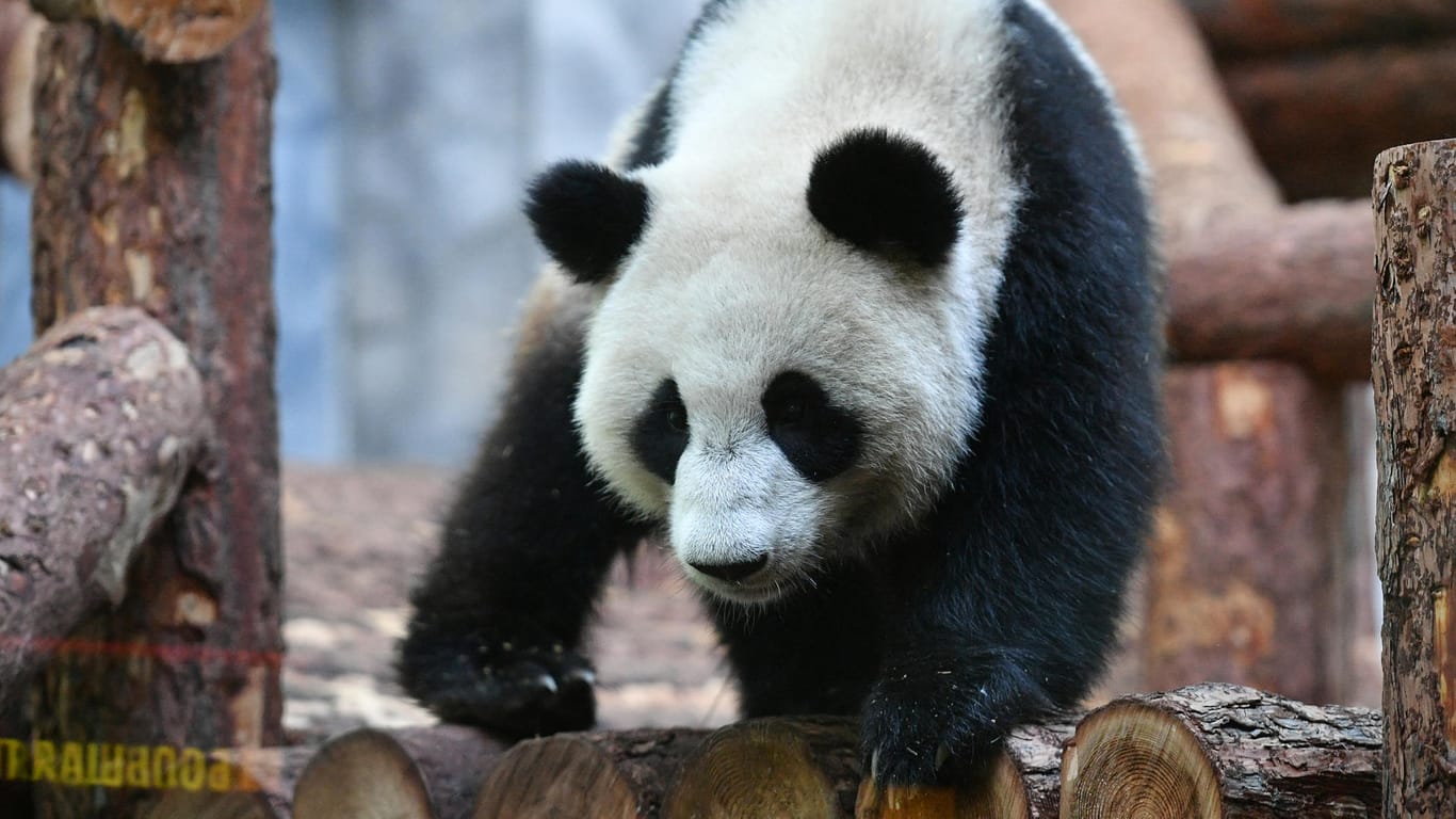 Der Zoo in Moskau hatte zuvor ein Paar großer Pandas aus China erhalten.