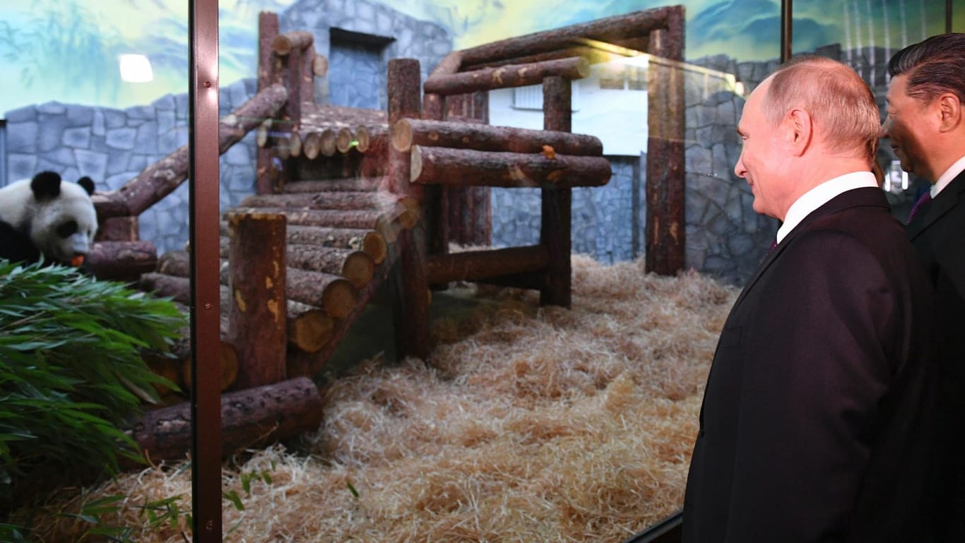 Der russische Präsident Wladimir Putin und sein chinesischer Amtskollege Xi Jinping besuchen den Zoo in Moskau.