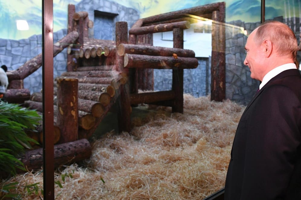 Der russische Präsident Wladimir Putin und sein chinesischer Amtskollege Xi Jinping besuchen den Zoo in Moskau.