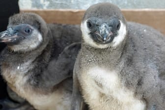 Pinguin-Jungtiere: Die Eltern und Geschwister der beiden wurden von einem anderen Pinguinpaar attackiert – sie starben. Nun werden die Überlebenden von Hand aufgezogen.