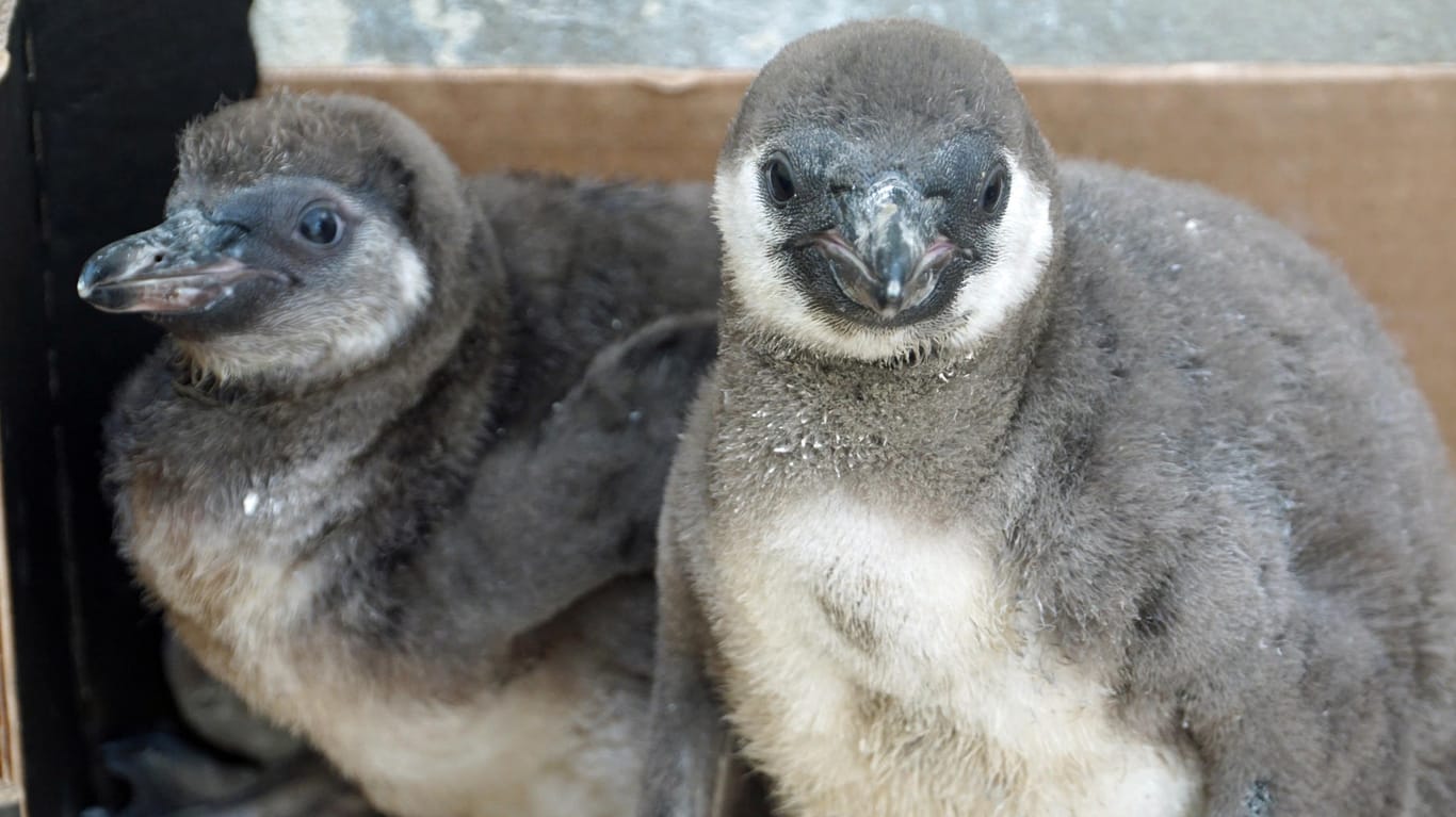 Pinguin-Jungtiere: Die Eltern und Geschwister der beiden wurden von einem anderen Pinguinpaar attackiert – sie starben. Nun werden die Überlebenden von Hand aufgezogen.