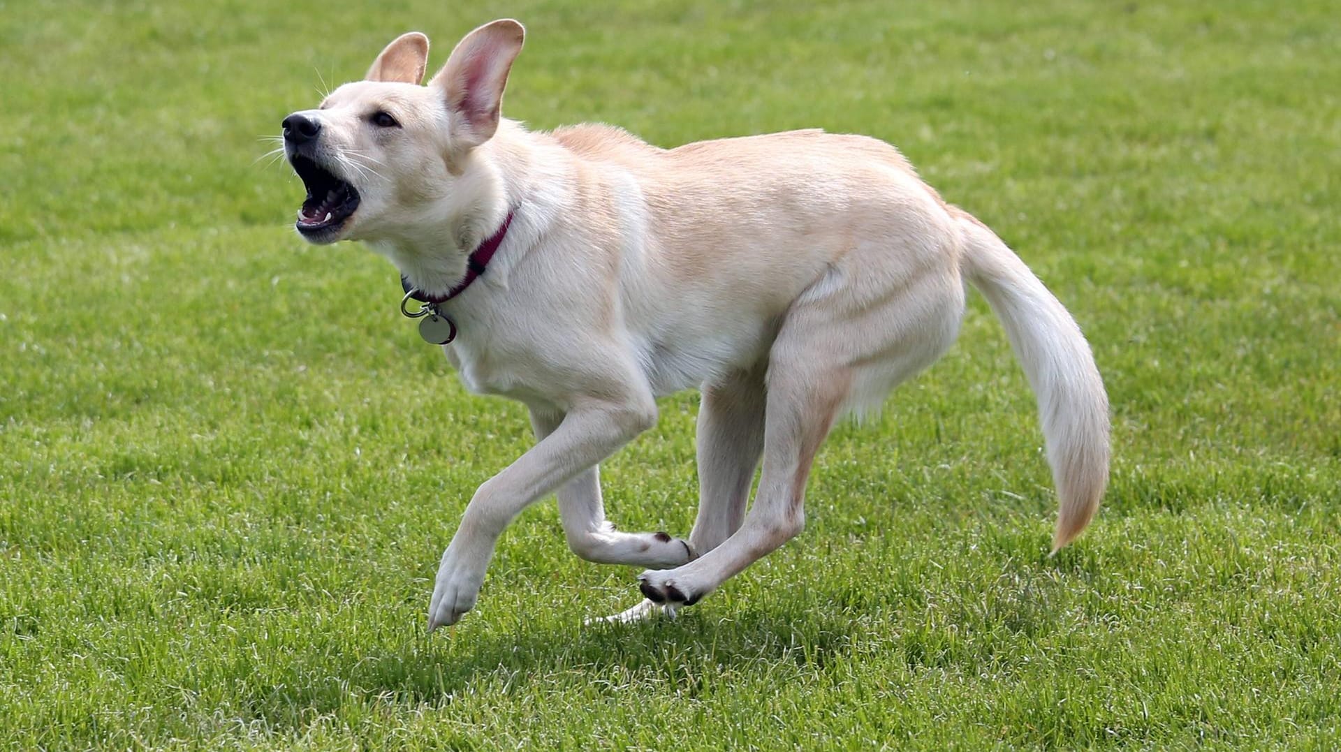 Ein Hund rennt bellend über eine Wiese: Gegen den Hundebesitzer ermittelt die Polizei nun wegen fahrlässiger Körperverletzung. (Symbolbild)