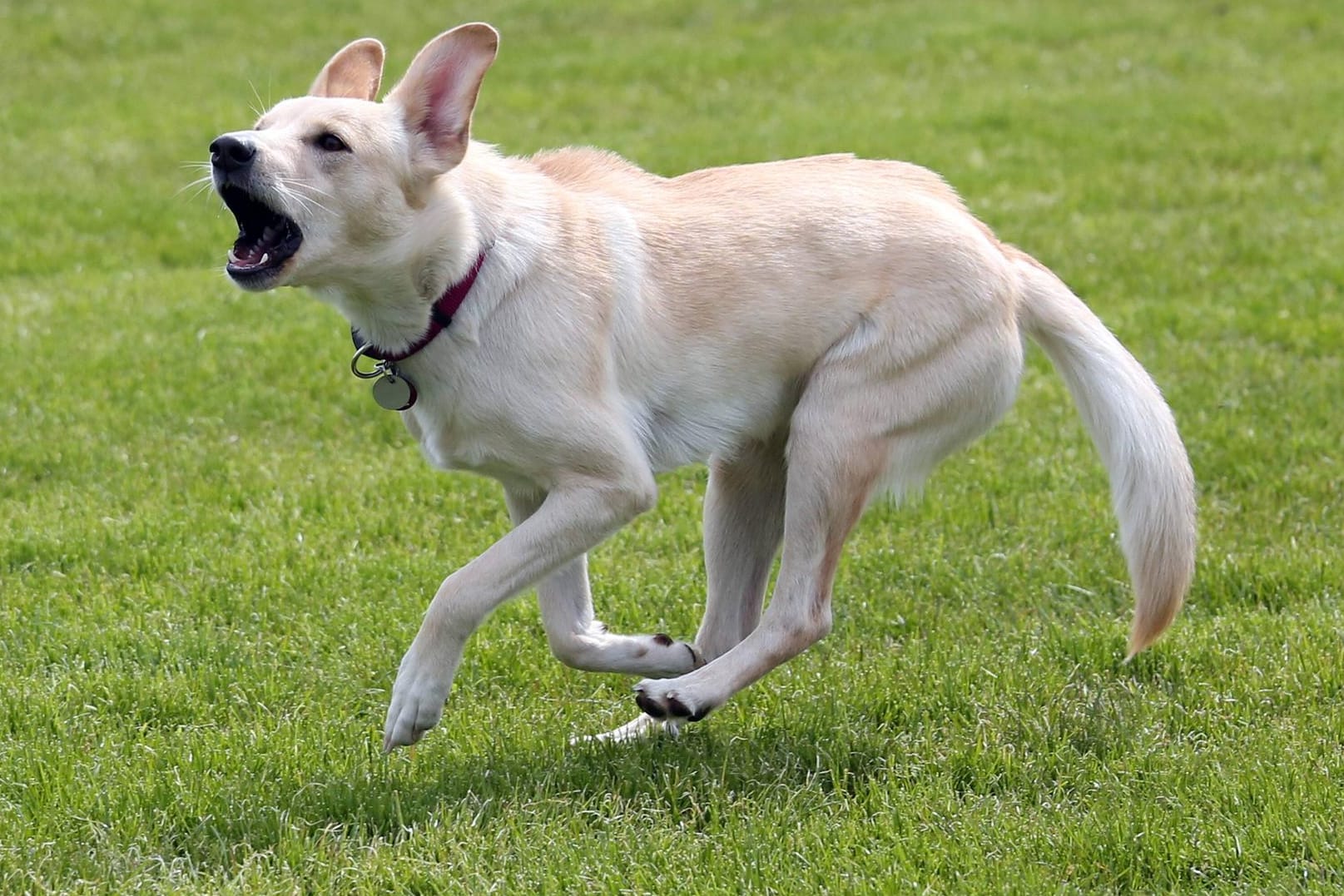 Ein Hund rennt bellend über eine Wiese: Gegen den Hundebesitzer ermittelt die Polizei nun wegen fahrlässiger Körperverletzung. (Symbolbild)