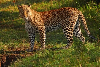 Ein Leopard (Symbolbild): In Südafrika wurde ein Kind von der Raubkatze getötet.