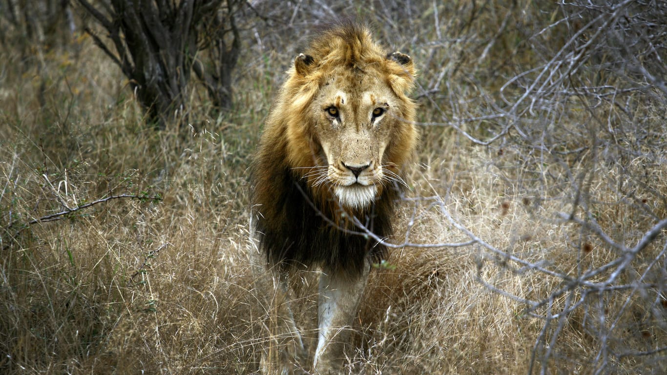 Ein Löwe, aufgenommen während einer Safari durch den Krüger Nationalpark: Der Krüger-Park in Südafrika ist eine der wichtigsten Touristenattraktionen des Landes.