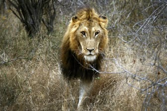 Ein Löwe, aufgenommen während einer Safari durch den Krüger Nationalpark: Der Krüger-Park in Südafrika ist eine der wichtigsten Touristenattraktionen des Landes.