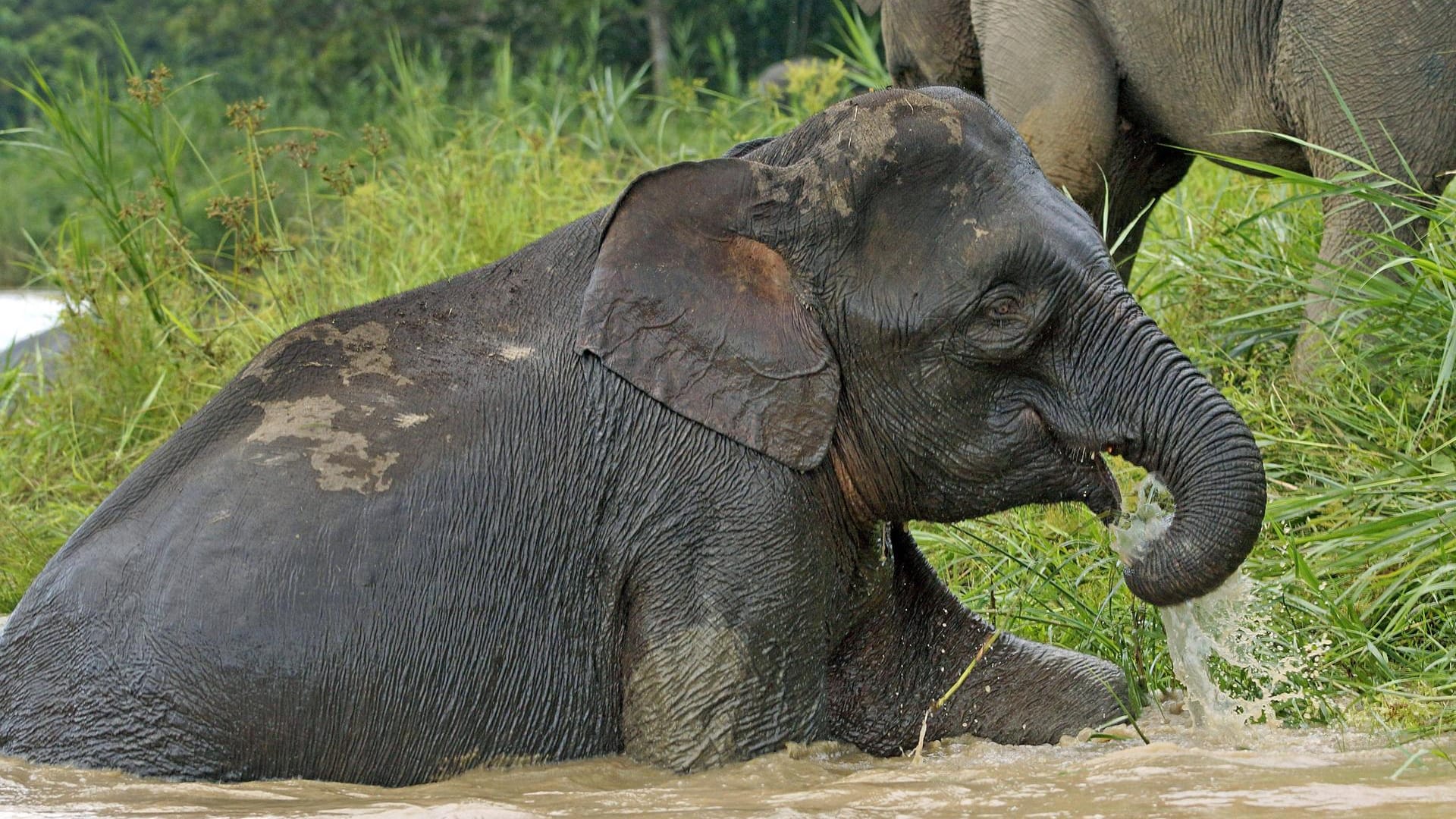 Junger Elefant: In Malaysia kommt es zunehmend zu Tötungen von Elefanten.