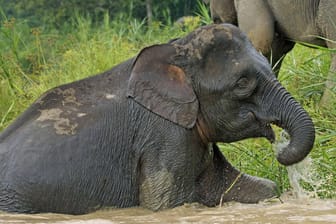 Junger Elefant: In Malaysia kommt es zunehmend zu Tötungen von Elefanten.