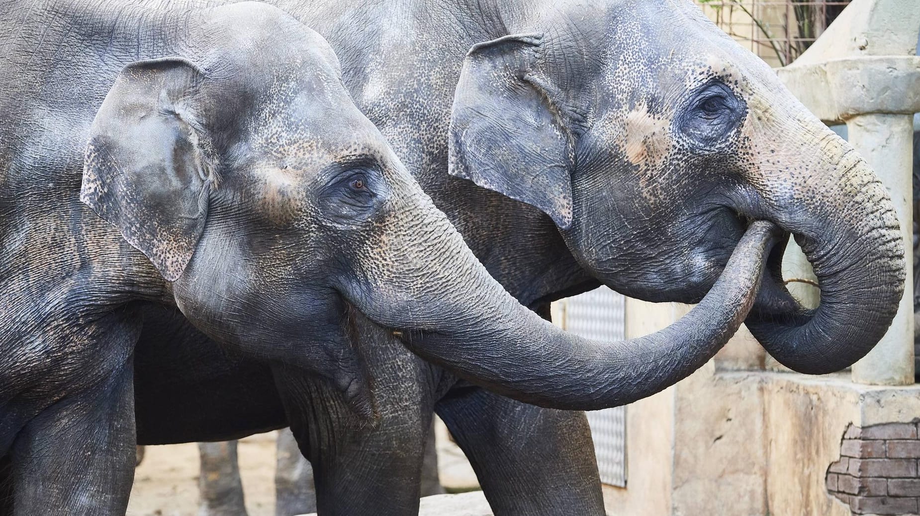 Elefanten im Tierpark Hagenbeck: Carl Hagenbecks Karriere begann mit Robben, die im Beifang gelandet sind. Schnell wurden exotischere Tiere gezeigt. Heute gibt es mitten in Hamburg unter anderem imposante Elefanten.