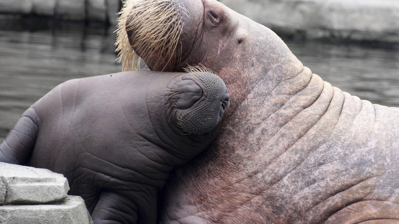 Walrosse in Hamburg: Die Robben waren die ersten Tiere, die Hagenbecks ausstellten, mittlerweile werden an ihrer Stelle riesige Walrosse gezeigt.