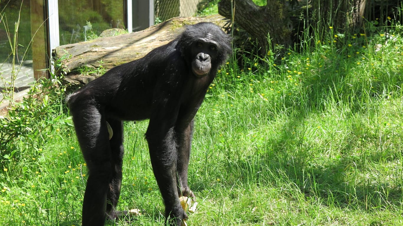 Streitigkeiten im Zoo Wuppertal: Bonobo "Bili" ist erneut von einer Artgenossin attackiert worden.