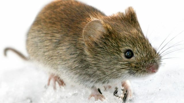 Das Einatmen von zu Staub zerfallenem Kot von Rötelmäusen gilt als Haupt-Infektionsquelle in Deutschland für das Hantavirus.