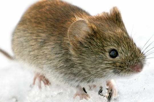 Das Einatmen von zu Staub zerfallenem Kot von Rötelmäusen gilt als Haupt-Infektionsquelle in Deutschland für das Hantavirus.