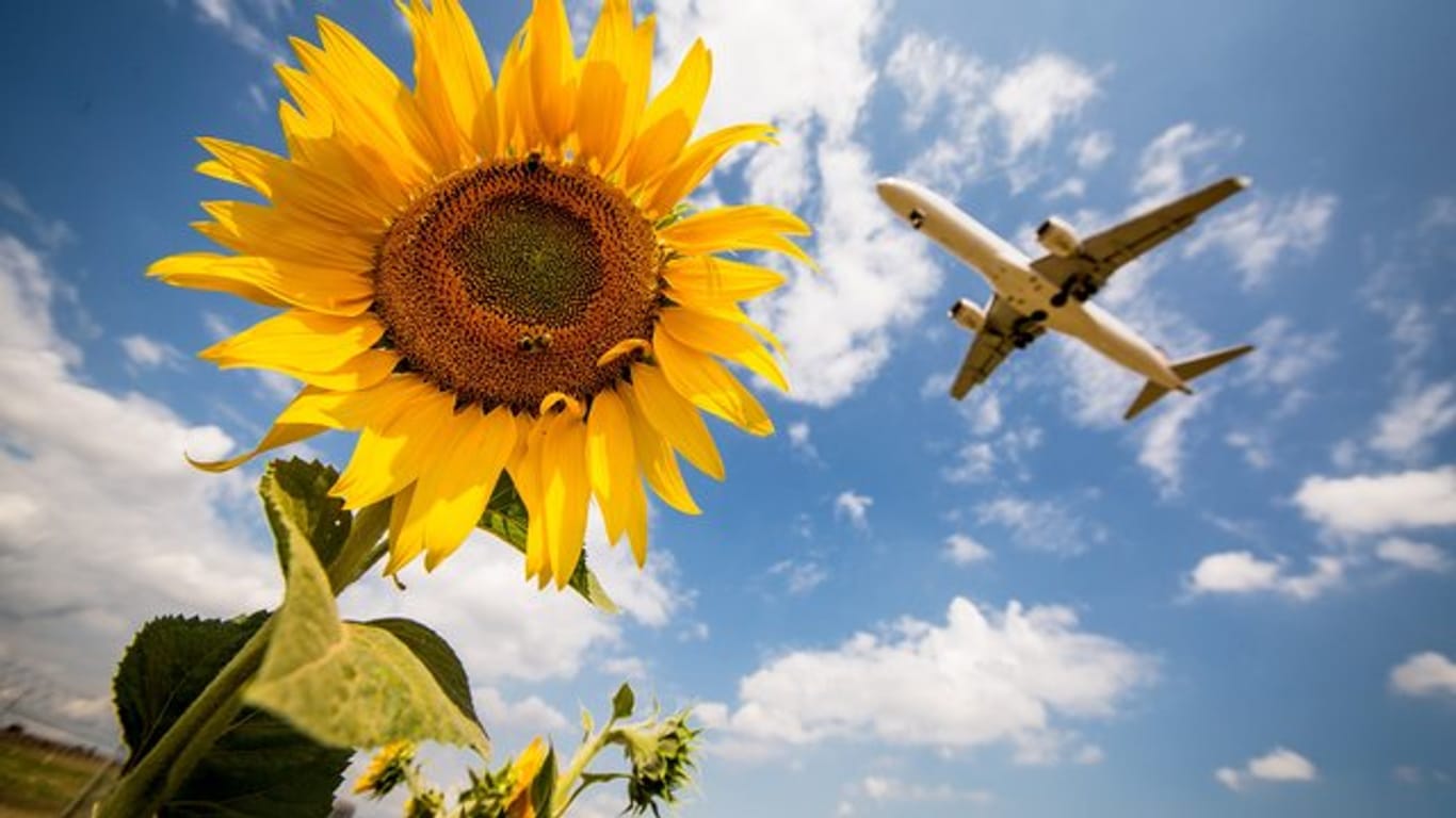 Ein Flugzeug der Lufthansa fliegt kurz vor der Landung auf dem Stuttgarter Flughafen über einige Sonnenblumen hinweg.
