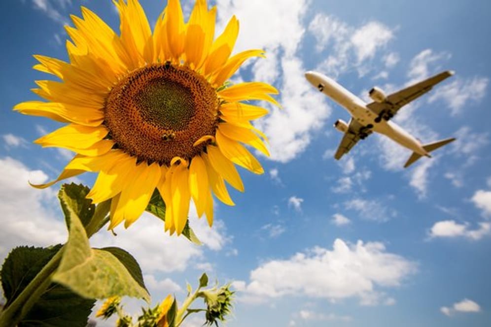 Ein Flugzeug der Lufthansa fliegt kurz vor der Landung auf dem Stuttgarter Flughafen über einige Sonnenblumen hinweg.