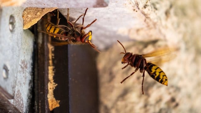 Hornisse: Hornissen sind streng geschützt. Sie dürfen nicht getötet und ihr Nest nicht zerstört werden.