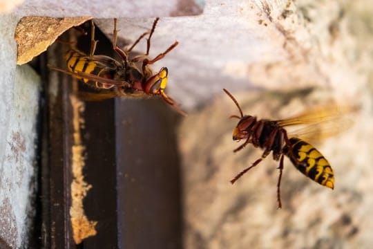 Hornisse: Hornissen sind streng geschützt. Sie dürfen nicht getötet und ihr Nest nicht zerstört werden.