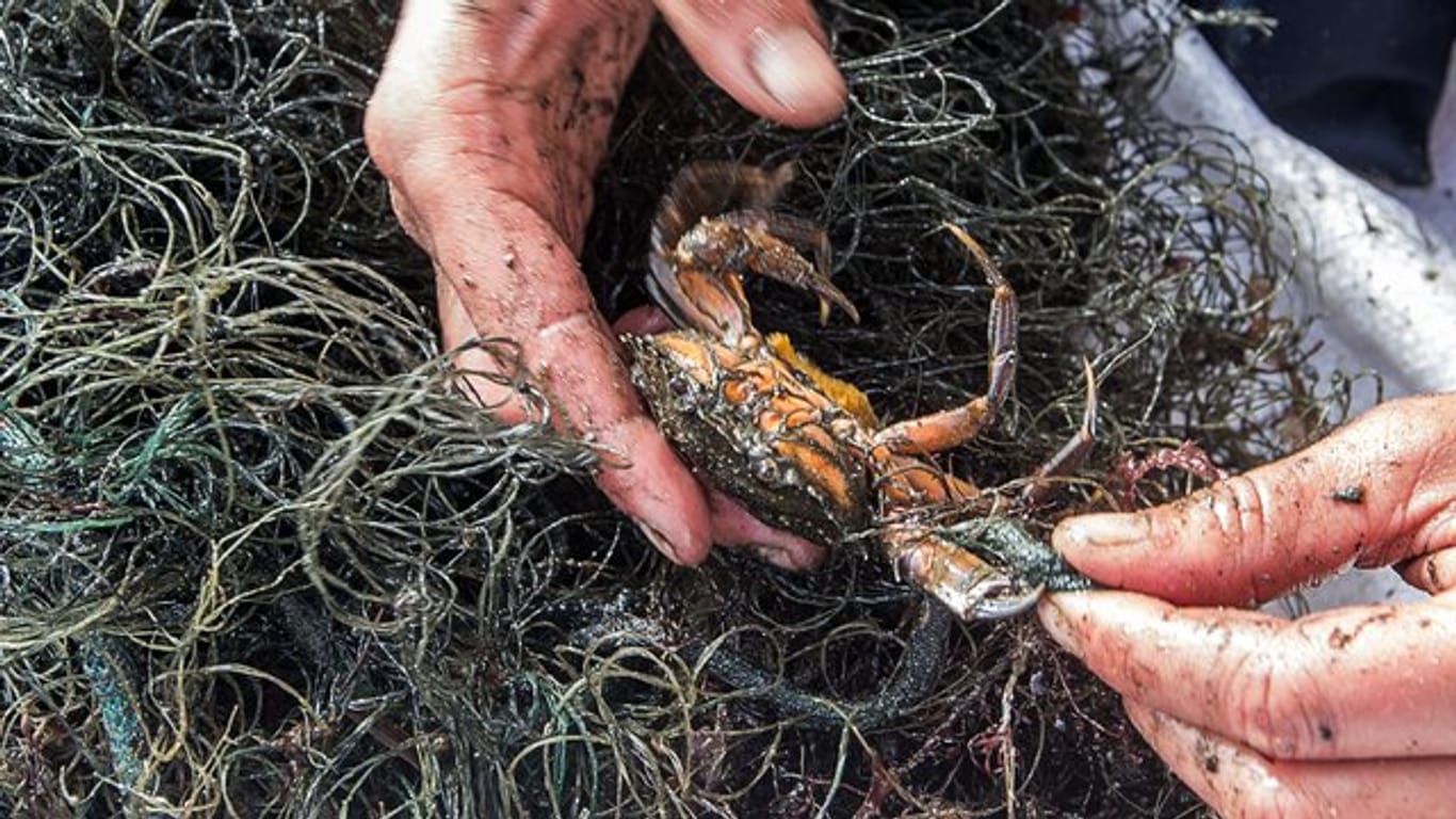 Jedes Jahr landen tausende Fischernetze in Nord- und Ostsee, in denen sich Tiere dann verfangen.