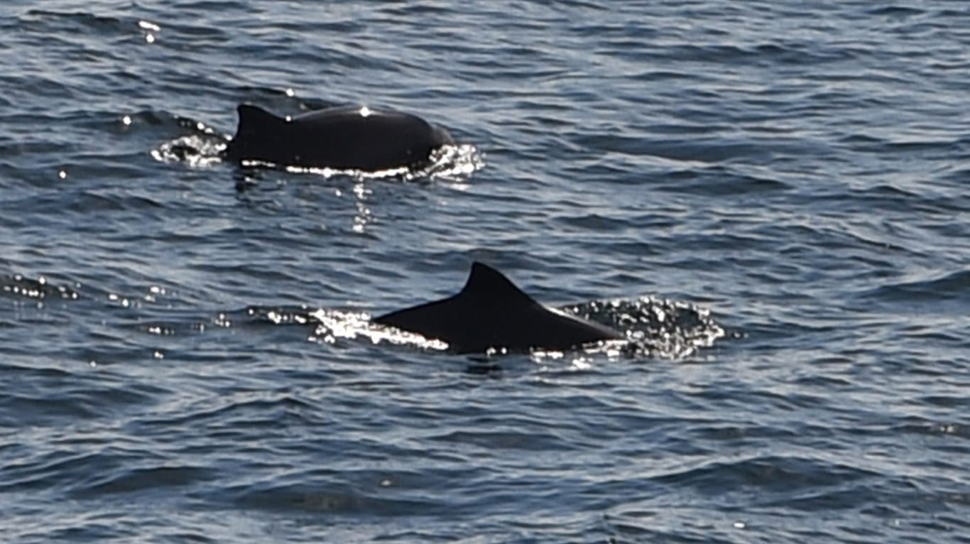 Zwei Schweinswale schwimmen in der Ostsee: Bisher bestehen die Schutzzonen vor allem auf Papier, sie seien fast wirkungslos, mahnen Experten. (Archivbild)