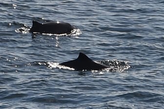 Zwei Schweinswale schwimmen in der Ostsee: Bisher bestehen die Schutzzonen vor allem auf Papier, sie seien fast wirkungslos, mahnen Experten. (Archivbild)