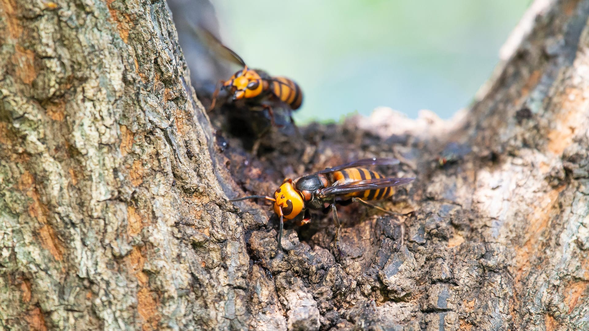 Hornissen: Die Tiere sind streng geschützt. Sie dürfen nicht getötet und ihr Nest nicht zerstört werden.