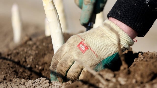 Ein Erntehelfer erntet Spargel: Mit rund 20 Prozent der deutschen Spargelproduktion zählt Nordrhein-Westfalen neben Niedersachsen zu den großen Produzenten.