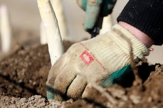 Ein Erntehelfer erntet Spargel: Mit rund 20 Prozent der deutschen Spargelproduktion zählt Nordrhein-Westfalen neben Niedersachsen zu den großen Produzenten.