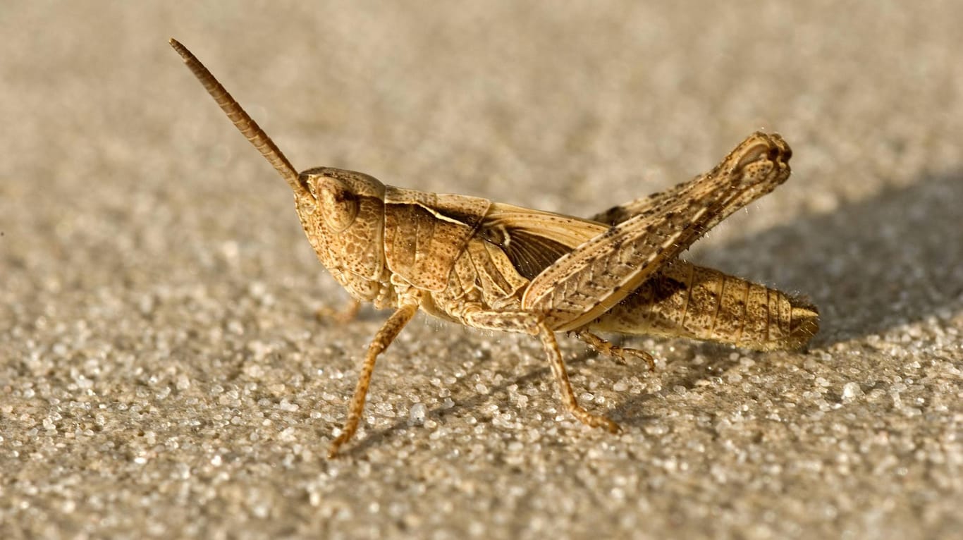 Eine Heuschrecke: Der Mai war relativ kalt, die hohen Temperaturen lassen die Tiere nun ganz plötzlich schlüpfen. (Symbolbild)