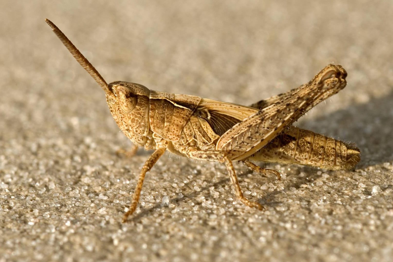 Eine Heuschrecke: Der Mai war relativ kalt, die hohen Temperaturen lassen die Tiere nun ganz plötzlich schlüpfen. (Symbolbild)