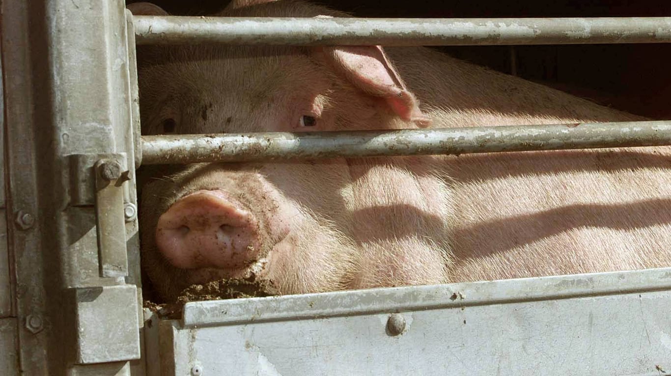 Ein Schwein in einem Tiertransporter: 14 Tiere mussten im Anschluss an das Unglück getötet werden, die anderen wurden wieder eingefangen. (Symbolbild)